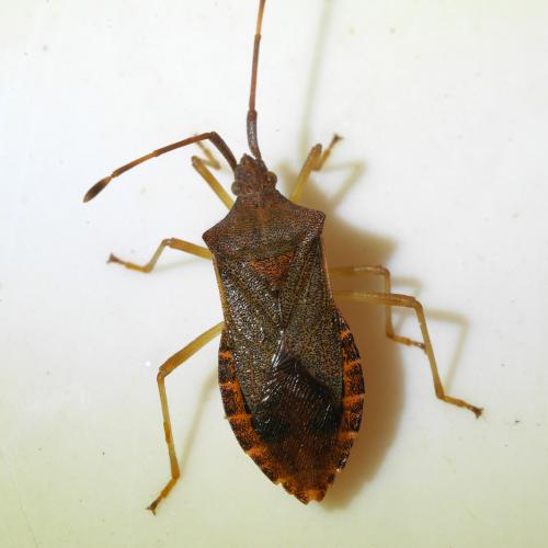 Gonocerus acuteangulatus